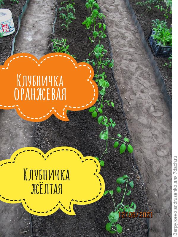 Вид на грядку