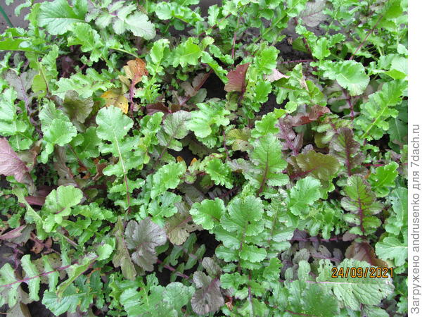 Дайкон на грядке