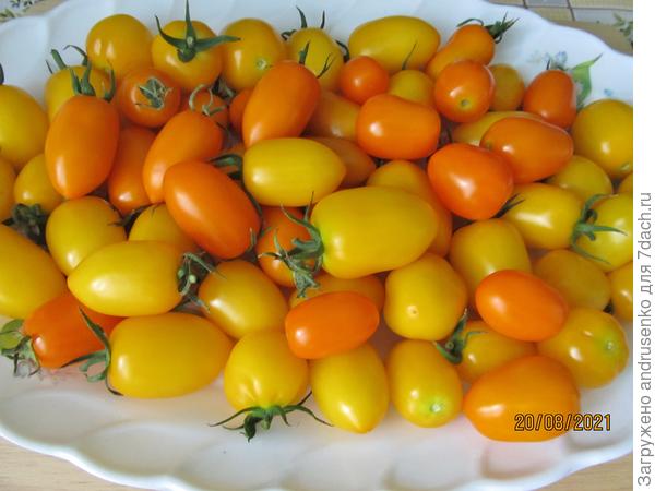 Клубнички желтая и оранжевая