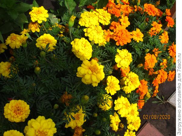 Мои любимые бархатцы "Дюранго" жёлтые и мандариновые.