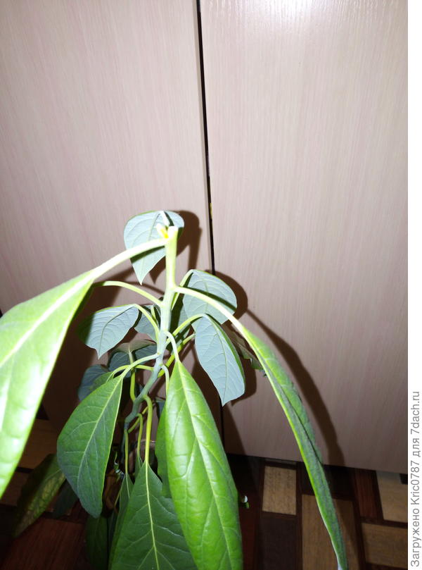 новый росток