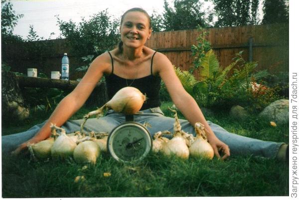 Лук &quot;Эксибишн&quot;. Луковицы 800-950 г.