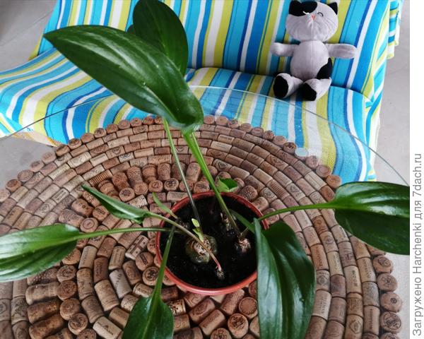 Вот такой красавец!