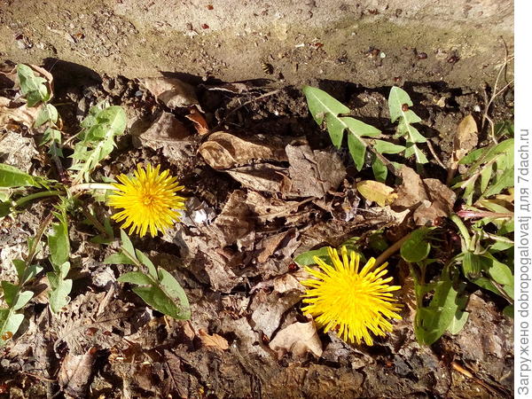 одуванчики расцвели