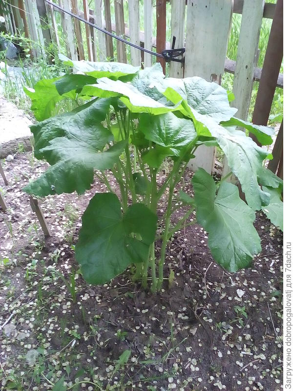 мальва поднялась