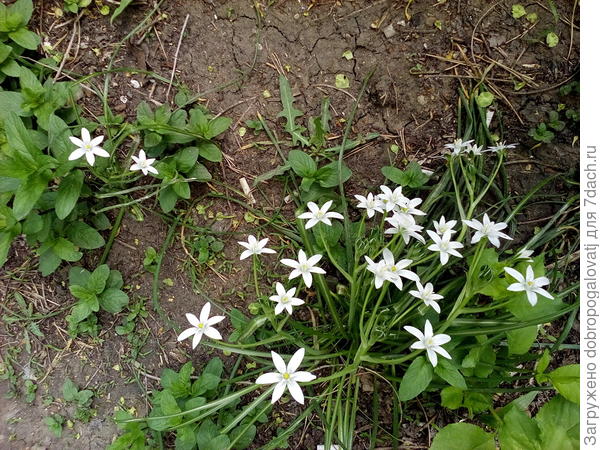 звездочки-цветочки