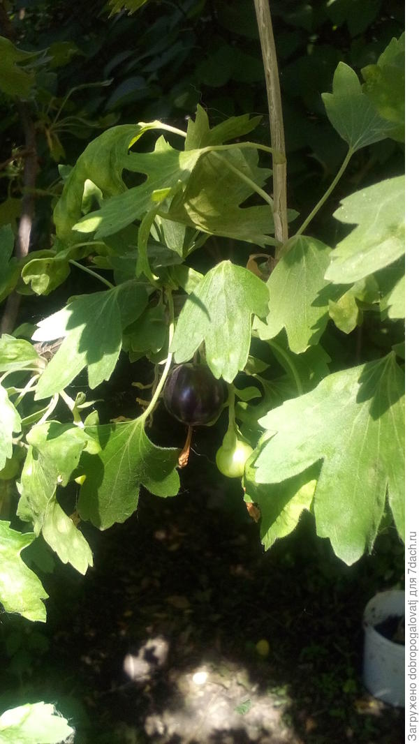 а то ягодка на ветке