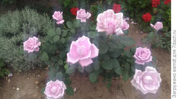 фото не очень, это чайно-гибридная Шарль де Голль весной, сажала осенью