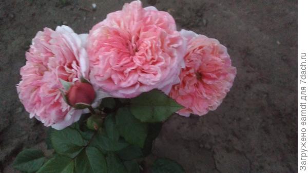 думаю, на следующий год  подрастет хорошо.