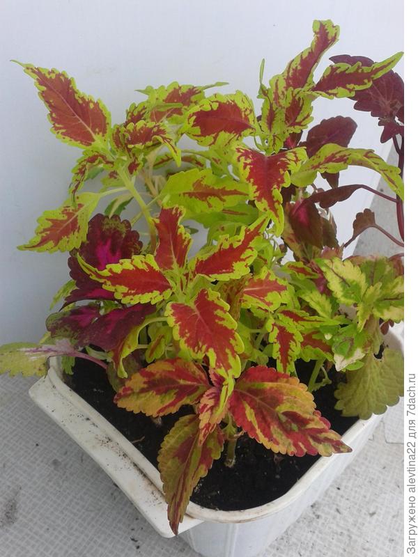 а это сейчас