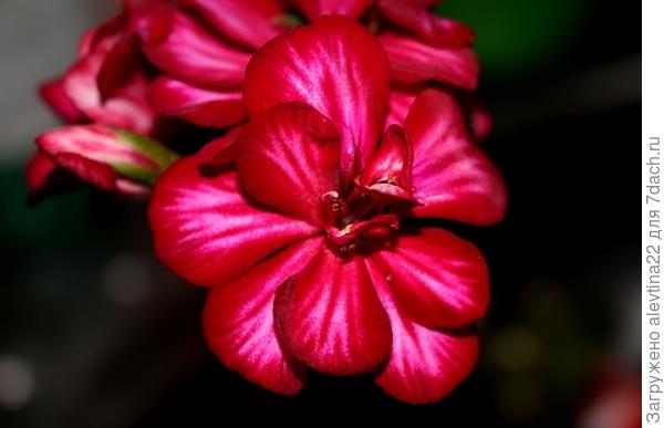 Цветет на балконе ампельная пеларгония