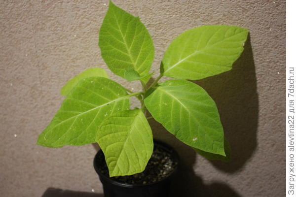 Бругмансия из семян, посев 4 марта 2019 года, фото 25.05.19 г.