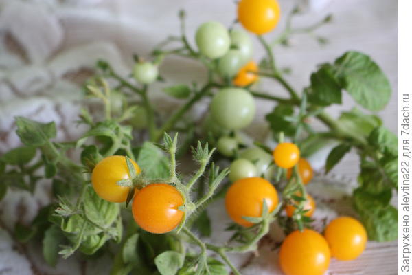 А это Детки-конфетки - ну очень понравились помидорки