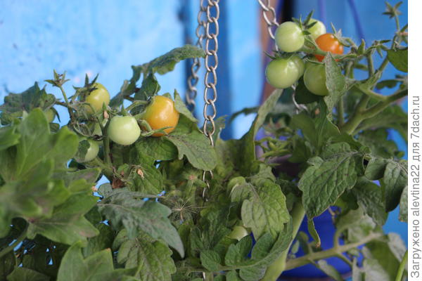 Вот прошлогодний Бэйби Скарлет