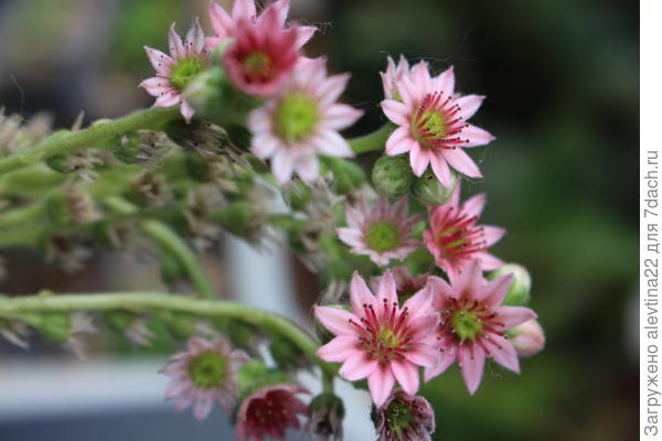 Такой букет подарил семпервивум