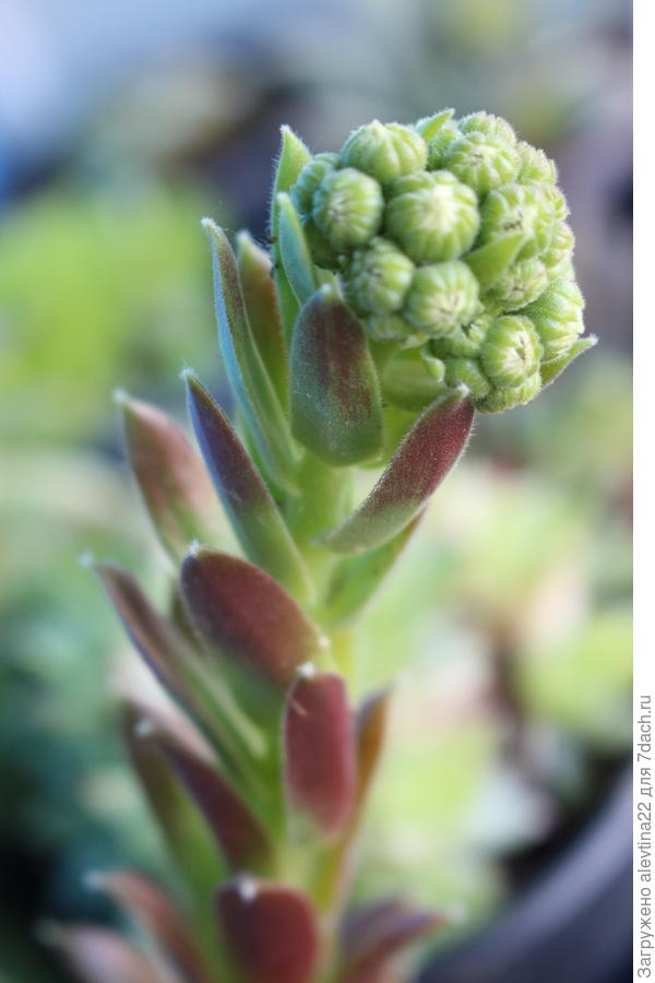 зацветает молодило