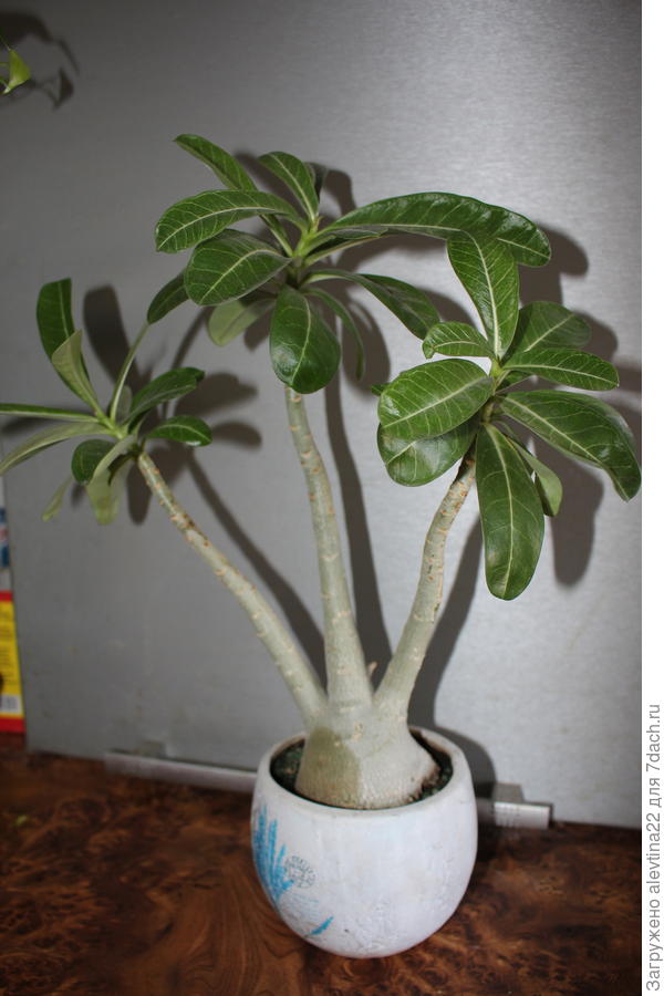 Адениум из семян