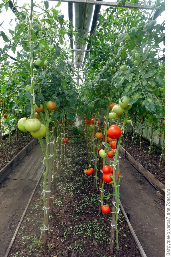 Слева Пинк Уникум F1, справа –Красным красно F1