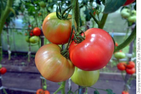 Пинк Уникум