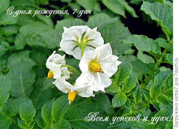 С семилетием, семидачники!