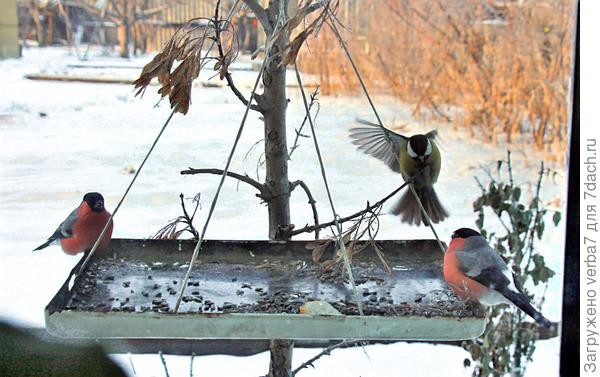 Кормушка под окном