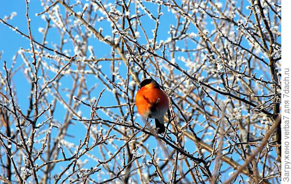 Снегирь на сливе