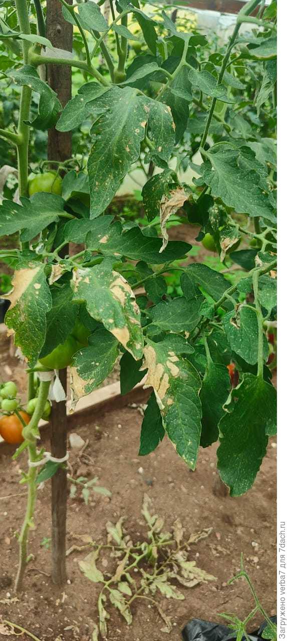 Листья больного томата