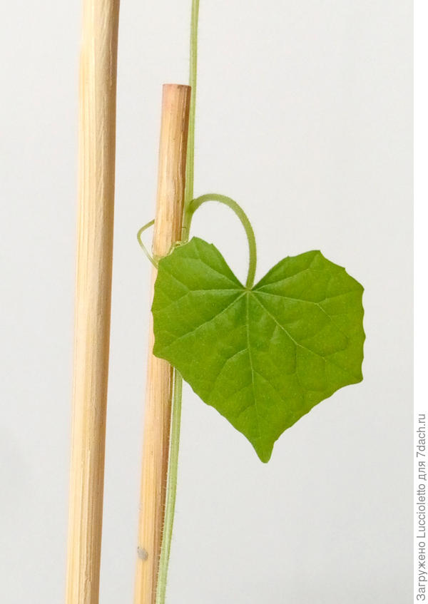 Очень нравится форма листьев. :-)