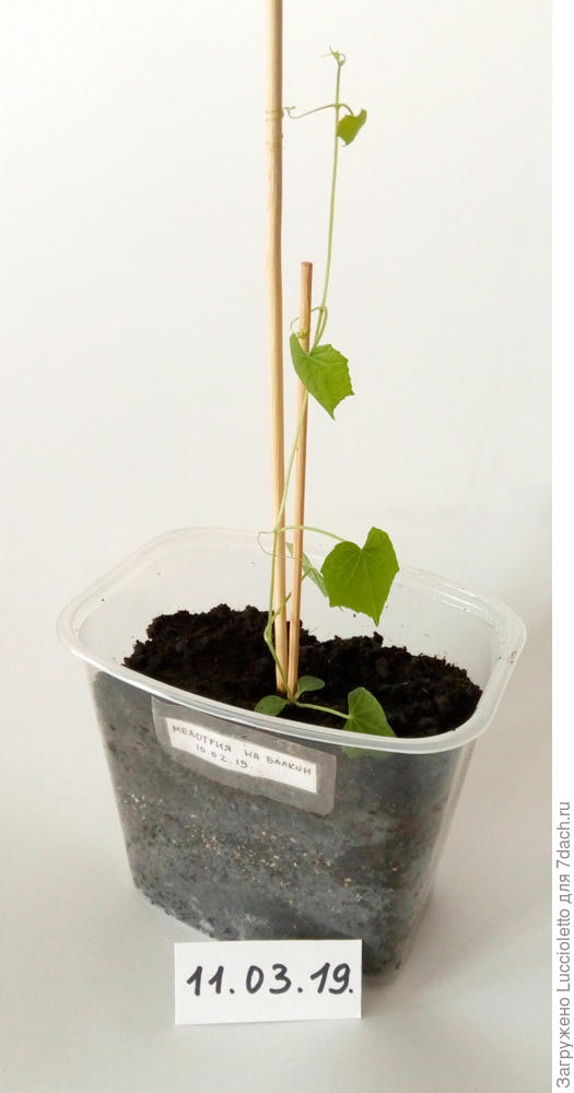 Стало 11 марта.