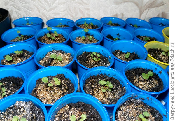 ...но надо было ее раньше из ясель пересадить в более питательную землю.