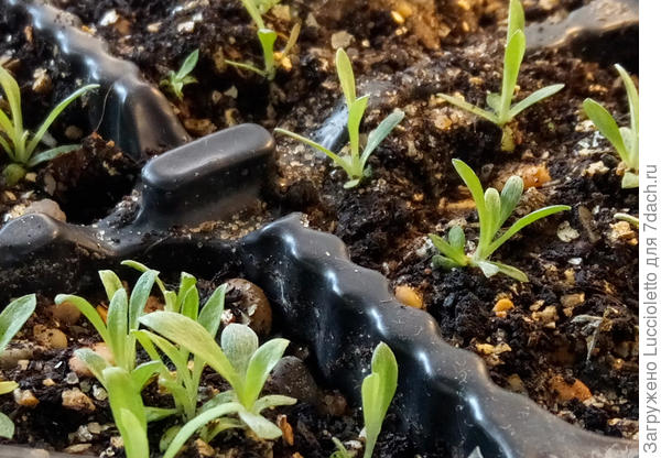 И даже шерстиночки на листьях уже хорошо видны