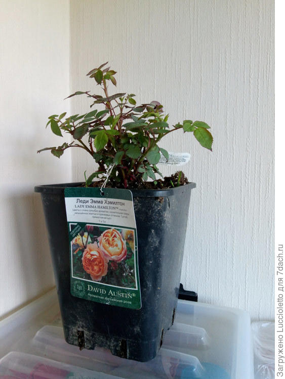 Эмма Гамильтон