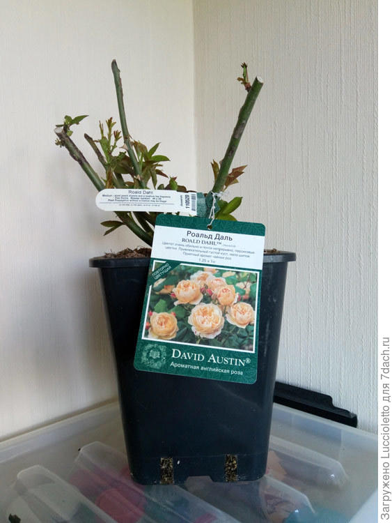 Роальд Даль