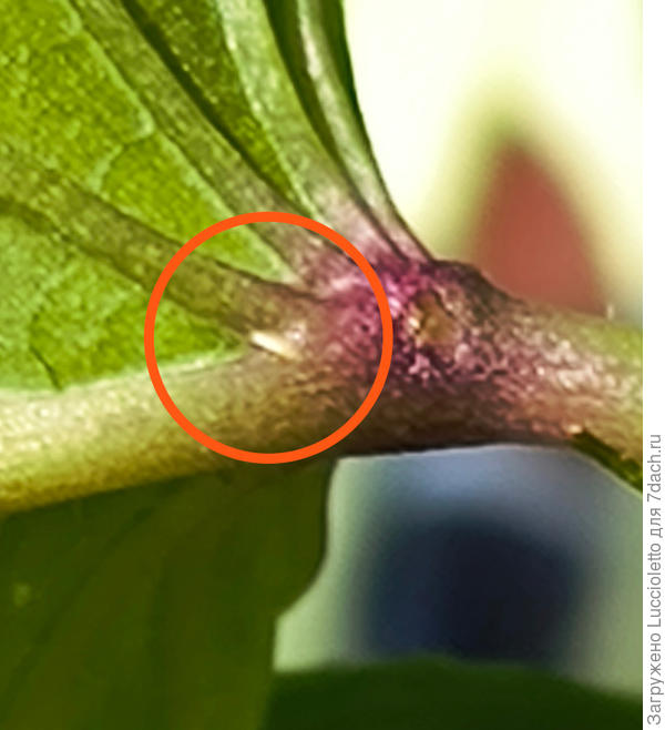 Вот она, зараза!