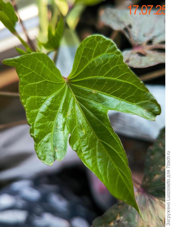 Батат пошел на поправку