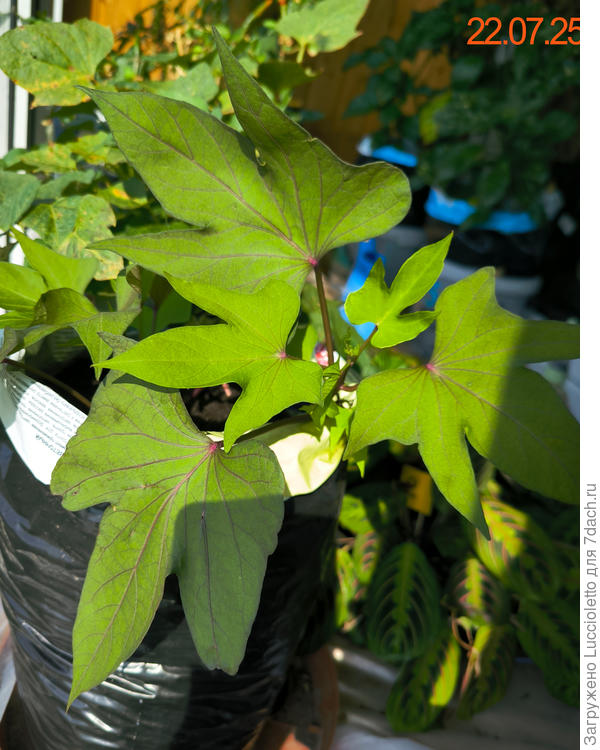 И вон как повеселел!