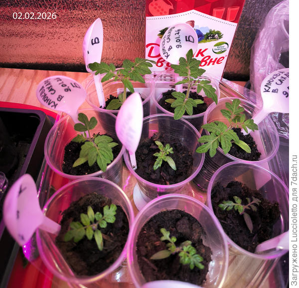 Жизнь в распикированном виде