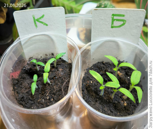 Появление настоящих листьев