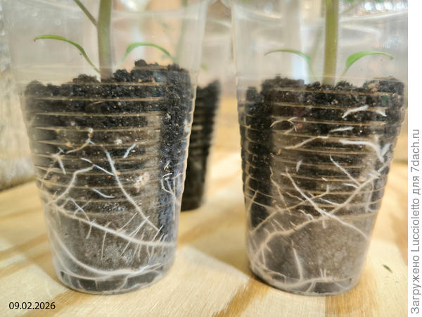 Корневая система в стаканчиках с биогумусом