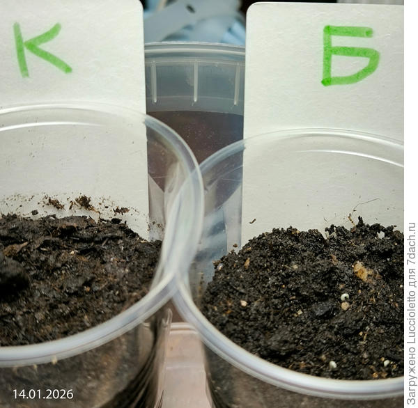 Первая петелька появилась в стаканчике Б