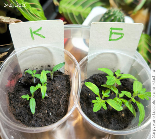 За день до пикировки