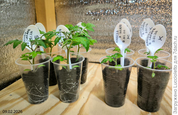 Симпатичные результаты: рассада в возрасте 1 месяца