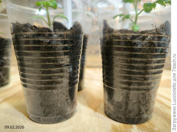Корневая система - or lack thereof - в стаканчиках с необработанным грунтом