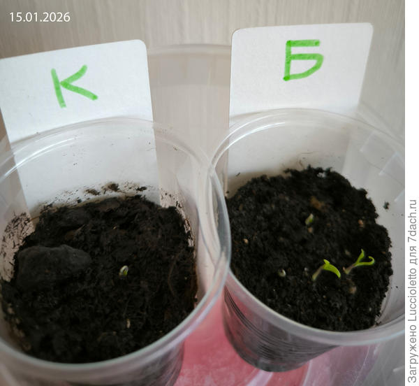 К моменту появления первой петельки в стаканчике К