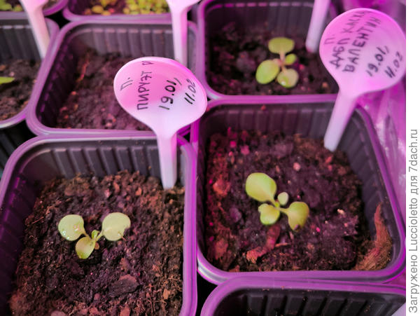 Два-три настоящих листа, стебелек тонюююсенький