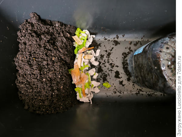 Сразу после переезда в корыто, даже новая еда еще не присыпана.