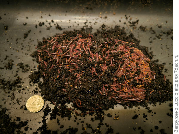 С монеткой для масштаба