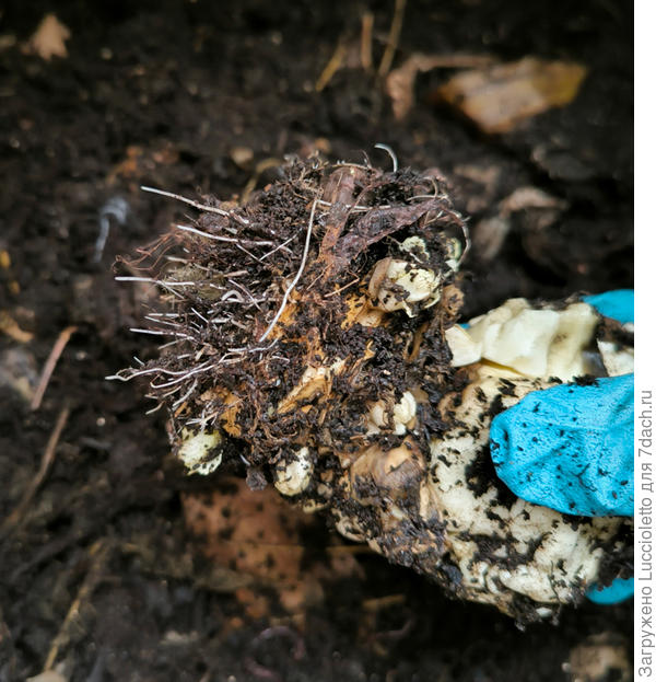 Капуста решила еще пожить