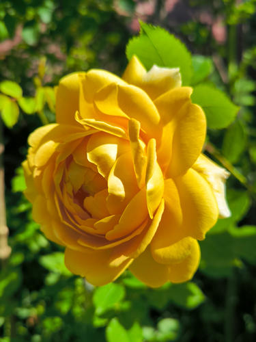 Роза Golden Celebration