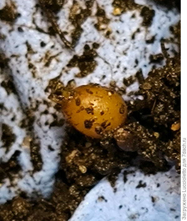 Размером примерно с гречневое зернышко